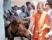 Cow Dairy subsidy Yojana
